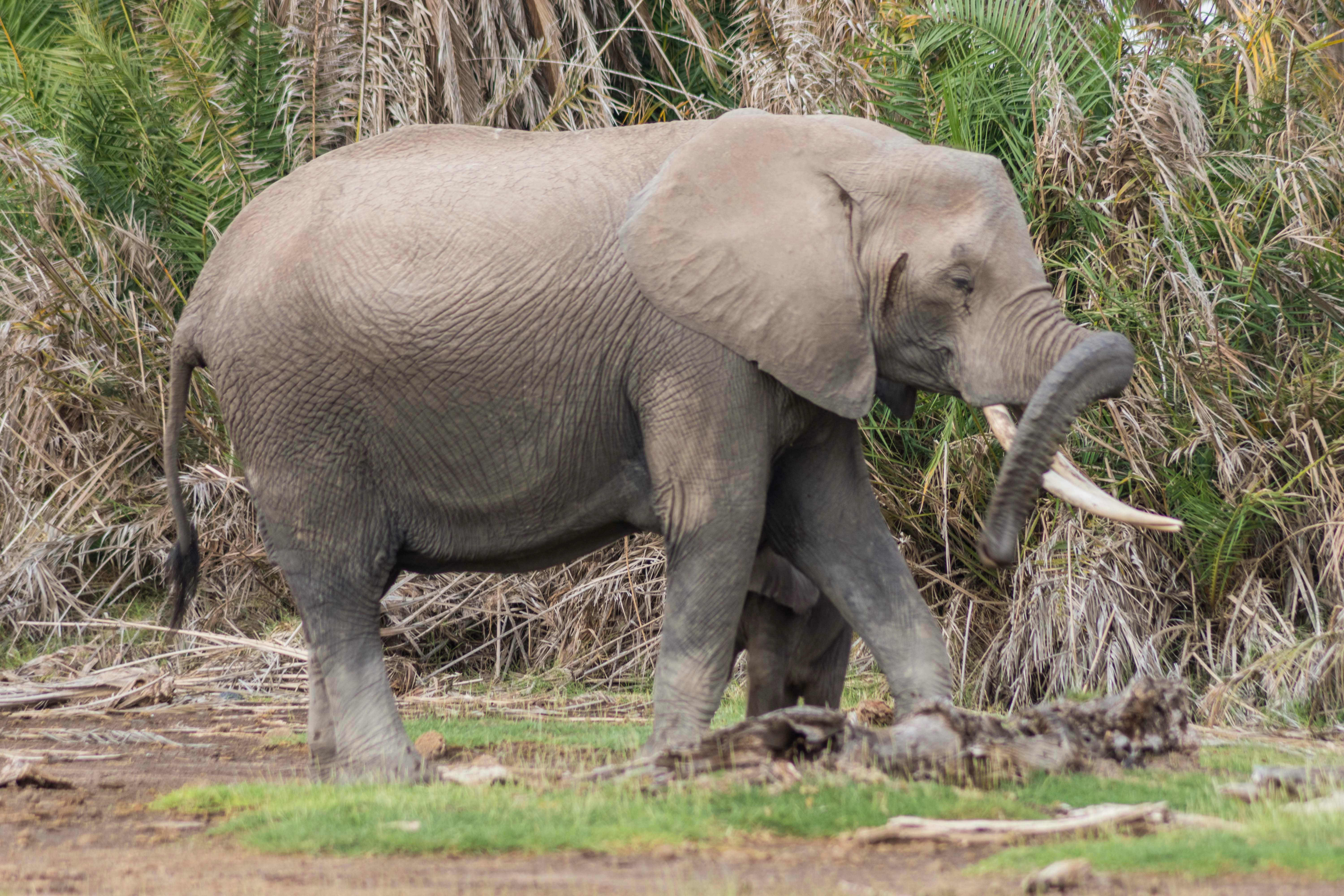 Tour image of Amboseli National Park