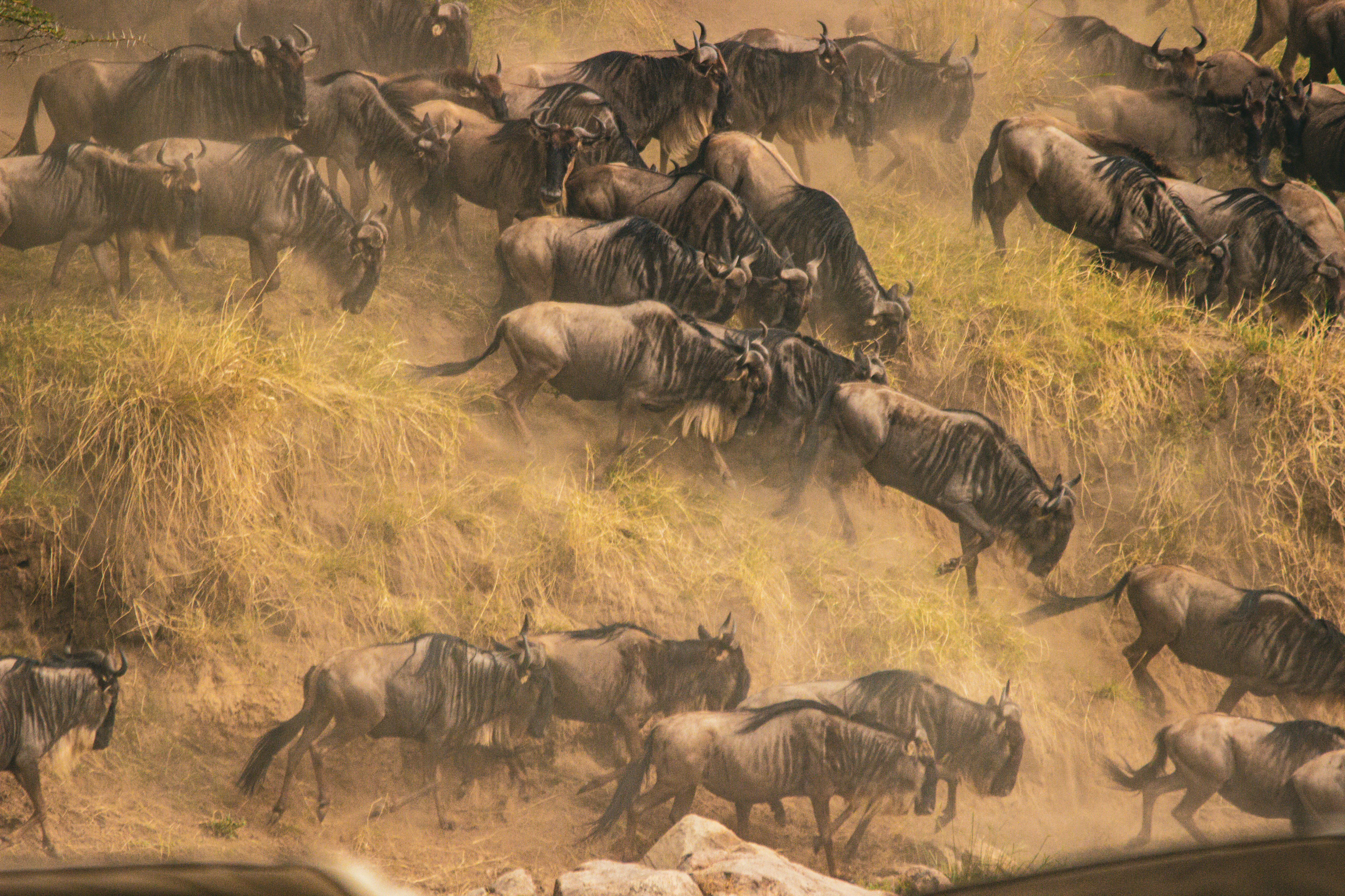 Tour image of Maasai Mara